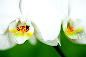 Image showing  white orchid