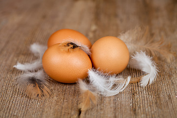 Image showing eggs and feathers 