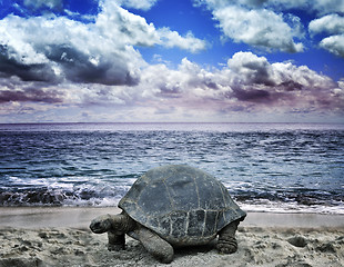 Image showing Big Turtle On The  Ocean Beach 