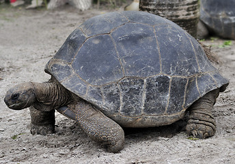 Image showing Galapagos Giant Tortoise