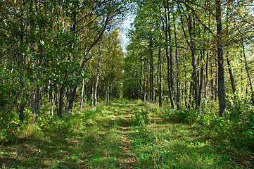 Image showing Path in the forest 