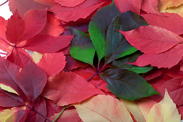 Image showing Background of multicolor autumn leaves