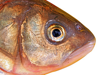 Image showing fish head on white background