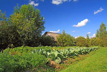 Image showing head of cabbage in vegetable garden 