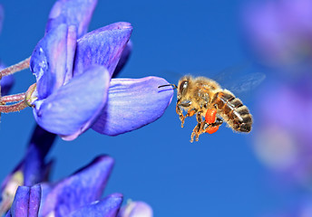Image showing bee with pollen on blue lupine
