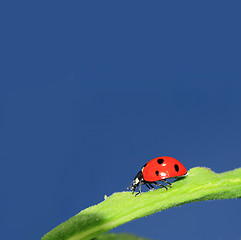 Image showing ladybug on green herb under blue sky