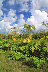 Image showing cow-parsnip thickets on cloud background
