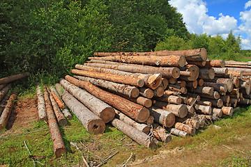 Image showing timber in a field near the forest