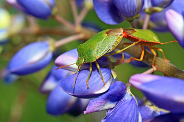 Image showing two green bedbugs on turn blue lupine