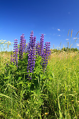 Image showing blue lupines on summer field