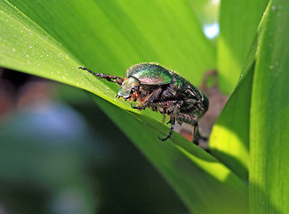 Image showing cockchafer on green sheet