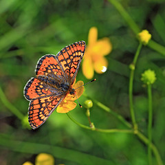 Image showing red butterfly on yellow flower