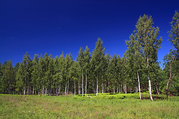 Image showing birch wood