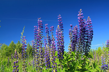 Image showing blue lupines on summer field