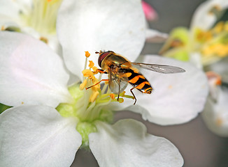 Image showing yellow wasp on aple tree flower