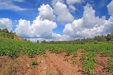 Image showing potato field 