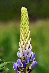 Image showing lupine on green background