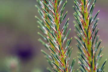 Image showing pine branch on green background