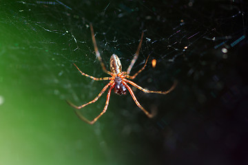 Image showing red spider on green background