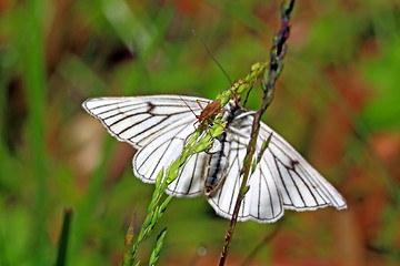 Image showing blanching butterfly on green background 