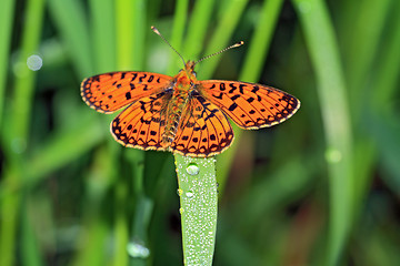 Image showing orange butterfly amongst green herb