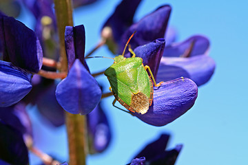 Image showing green bedbug on blue lupine