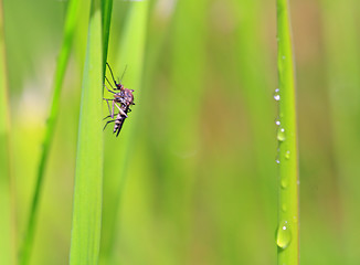 Image showing small midge on green background