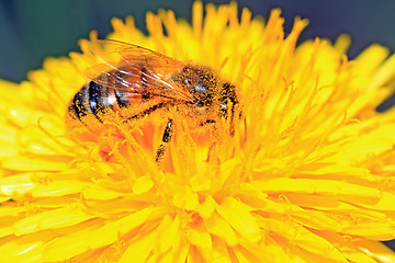 Image showing bee on yellow dandelion