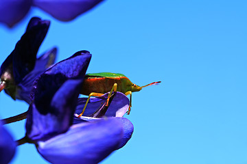 Image showing green bedbug on blue lupine