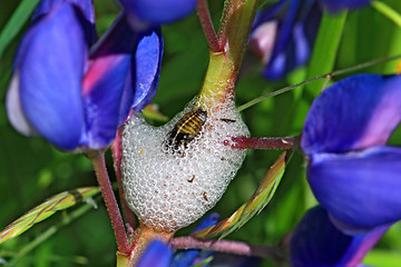 Image showing maggot in white spume on lupine stalk