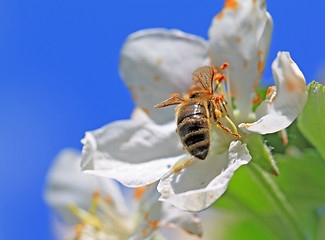 Image showing wasp on white flower of the aple trees