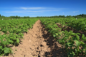 Image showing potato field