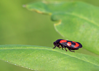 Image showing red bug on green sheet