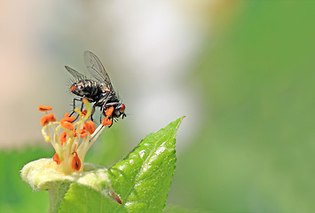 Image showing blackenning fly on flower of the aple trees
