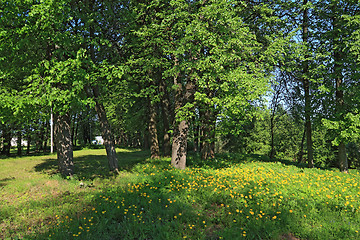 Image showing yellow dandelions in spring wood