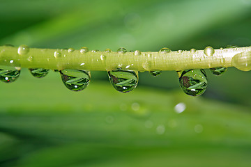 Image showing rain dripped on green herb