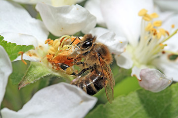 Image showing yellow wasp on aple tree flower