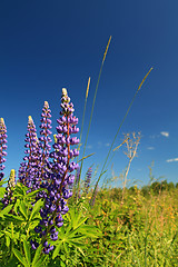 Image showing blue lupines on blue background
