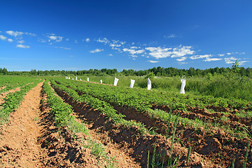 Image showing potato field