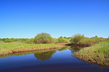 Image showing green bushes on river coast