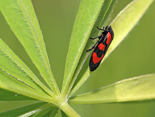 Image showing red bug on green sheet