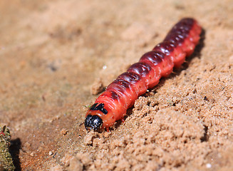 Image showing red caterpillar on dry sand