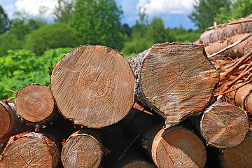 Image showing sawn up tree 