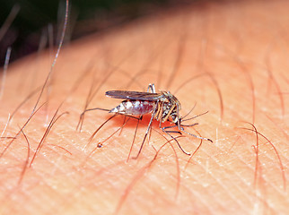 Image showing midge on hand of the person 