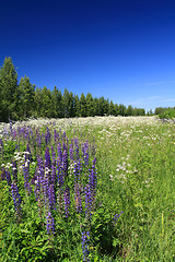 Image showing blue lupines on summer field