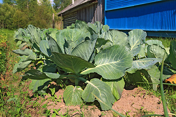 Image showing head of cabbage in vegetable garden 