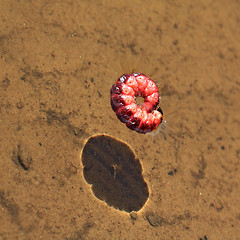 Image showing red caterpillar in transparent water