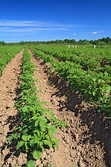 Image showing potato field