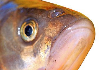 Image showing fish head on white background