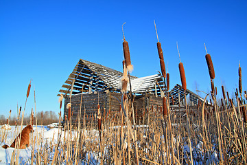 Image showing bulrush near wooden rural building 